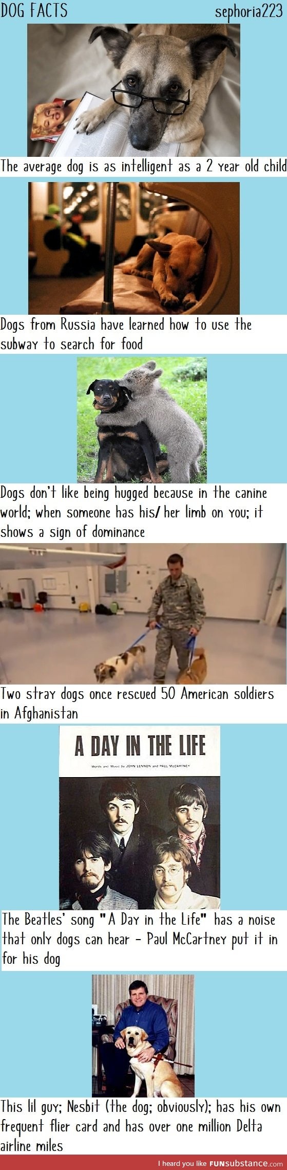 dog facts