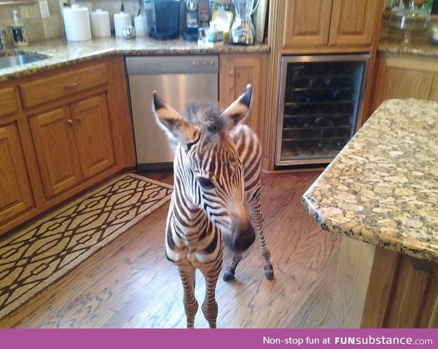 the moment when you walk into your kitchen and there's a zebra