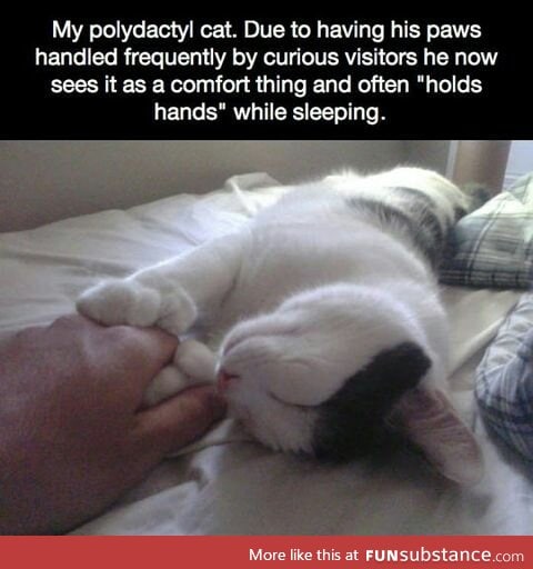 I wish my cat did this