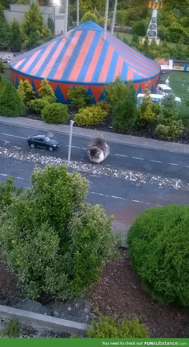 A cat wandered onto a miniature village