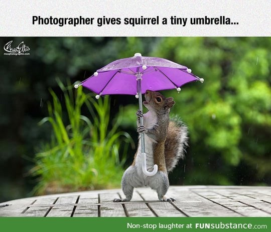 Squirrel playing with an umbrella