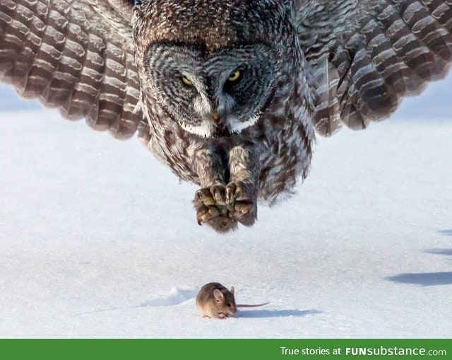 Owl right before it catches a mouse