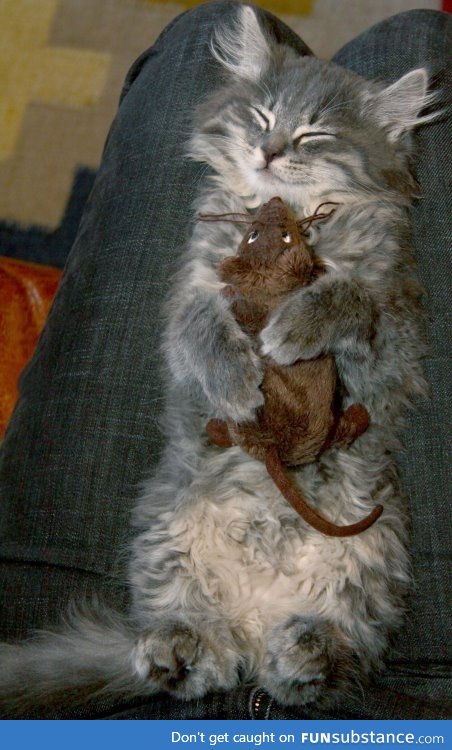 Cat with her favorite toy.