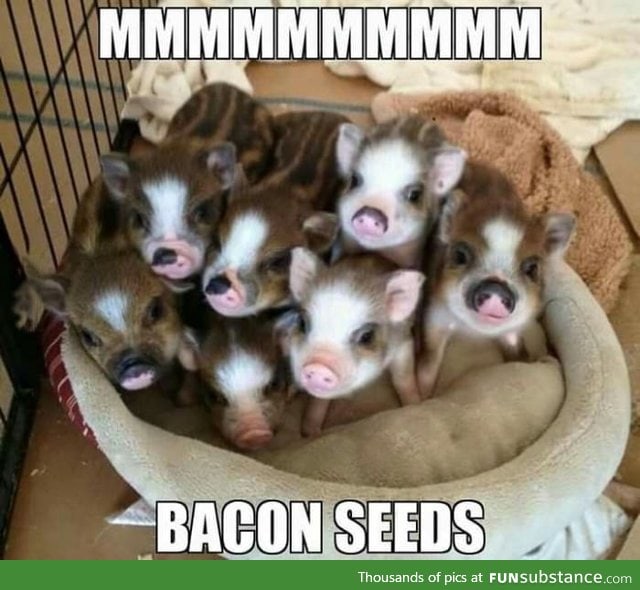 Bacon is coming