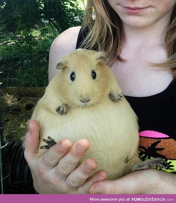 A pregnant guinea pig