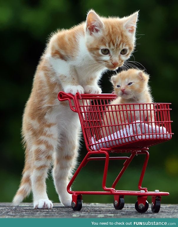 Day 275 of your daily dose of cute: I wonder if the kitten was on sale