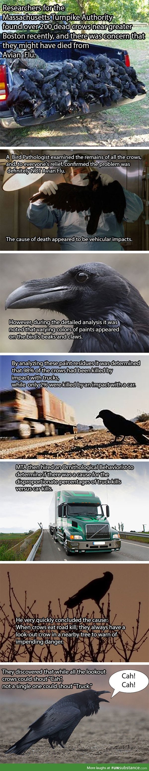The mysterious death of crows solved!