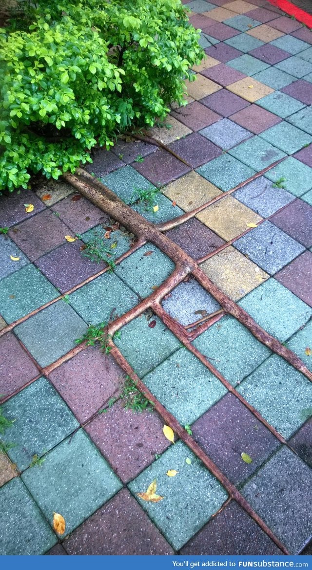 These tree roots grew into the shape of the tiles underneath them