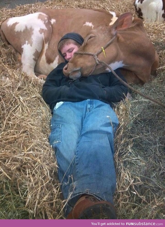 Cow snuggles