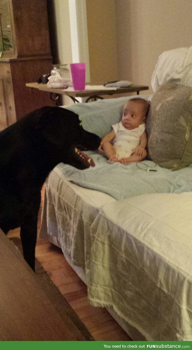 Baby girl meeting a dog for the first time