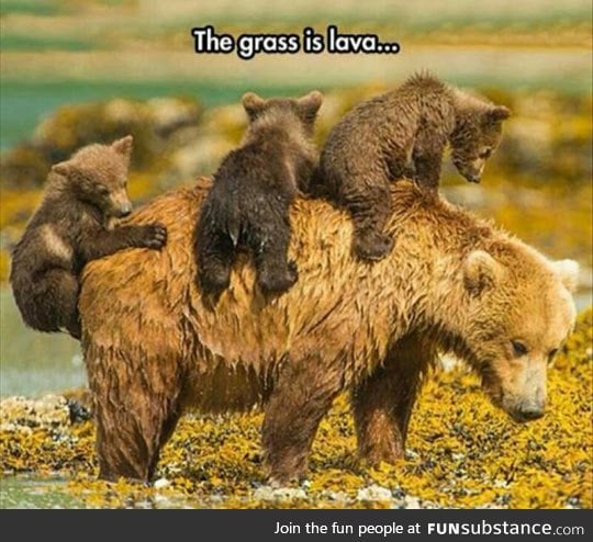 Bear cubs at play