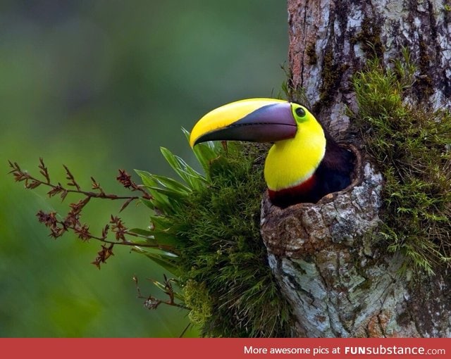 Toucan taking a break in a tree