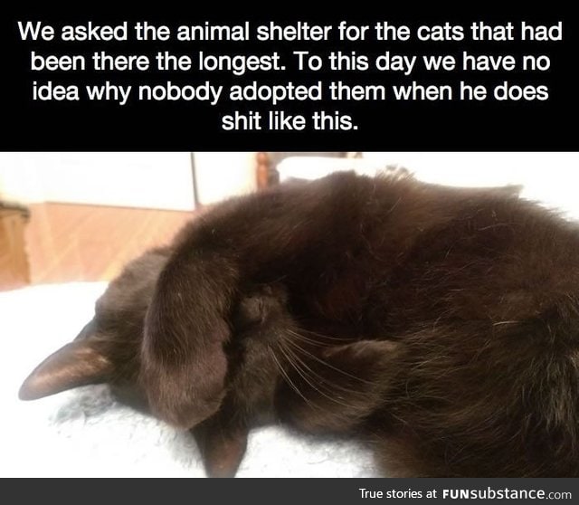 Black cats are the least likely to be adopted