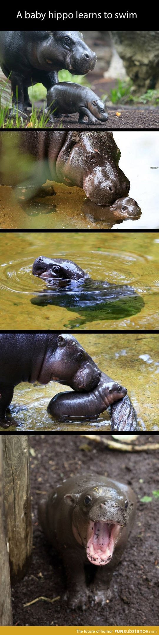 Baby hippo learns how to swim