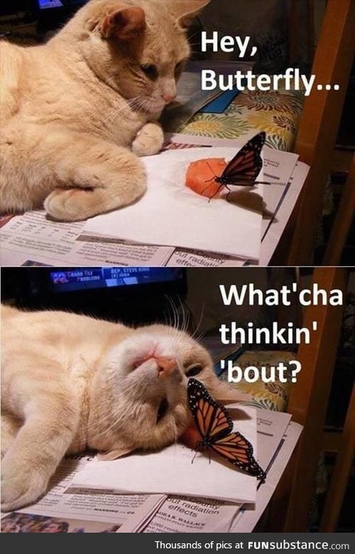 Oh, just butterfly stuff I guess...