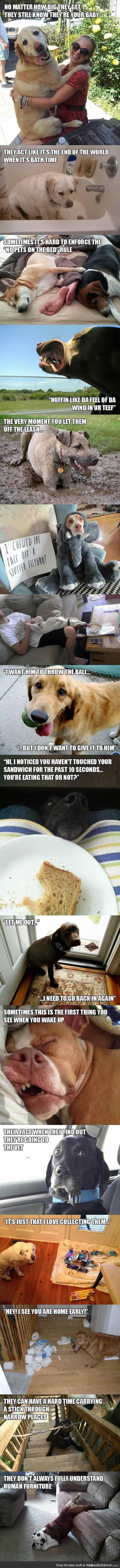 Dog logic at its best