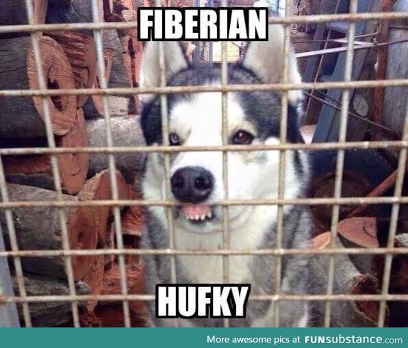 Fiberian hufky