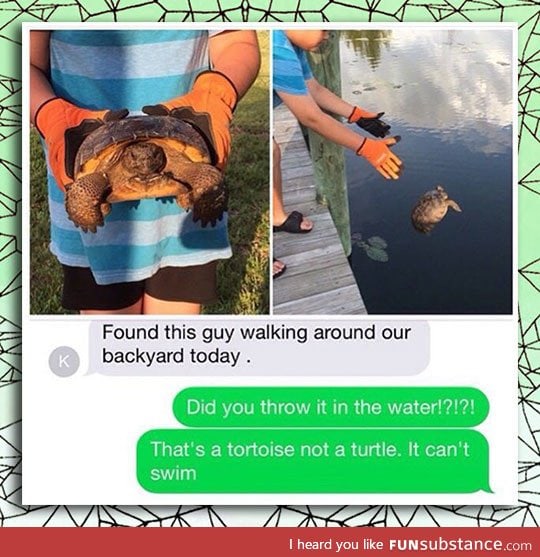 Found a turtle