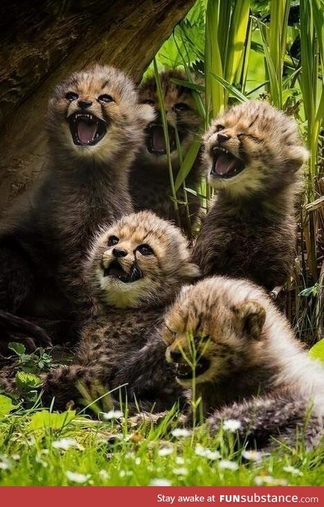 Cheetah brothers must have heard a good joke