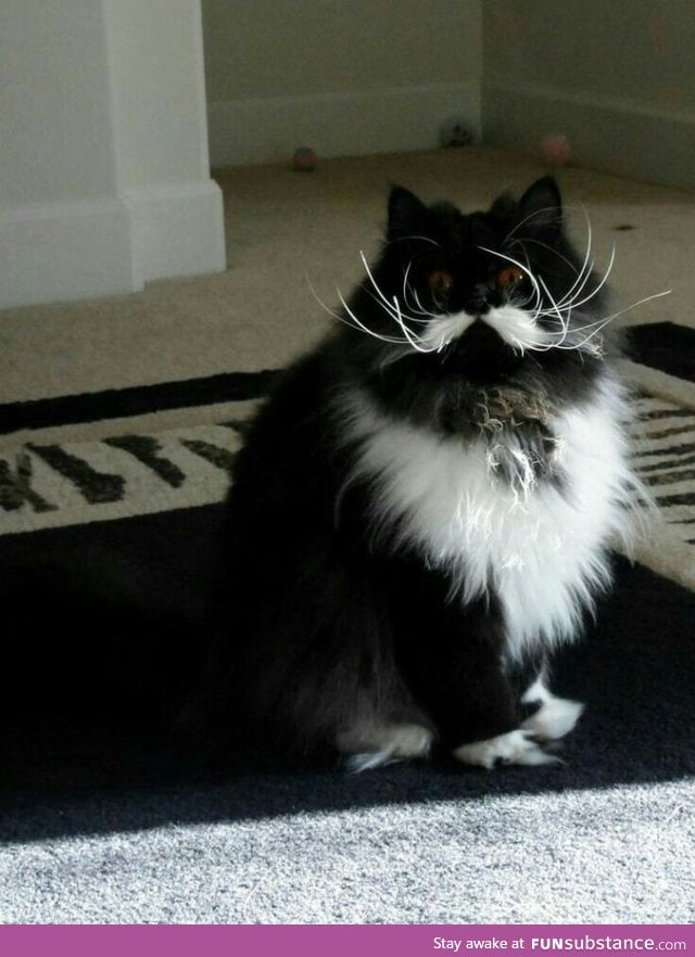 This cat has a glorious mustache