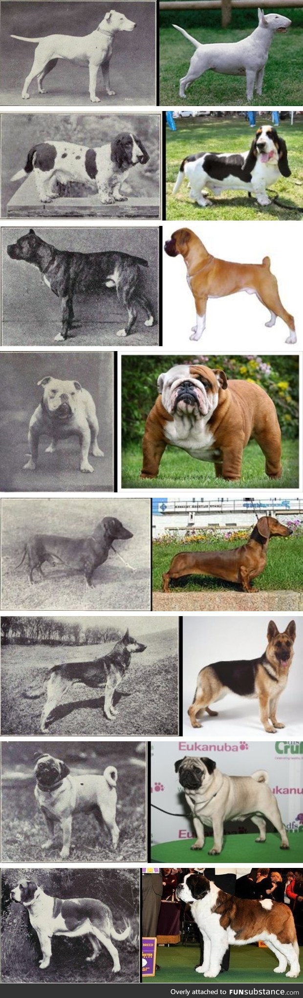 100 Years of Breed Evolution
