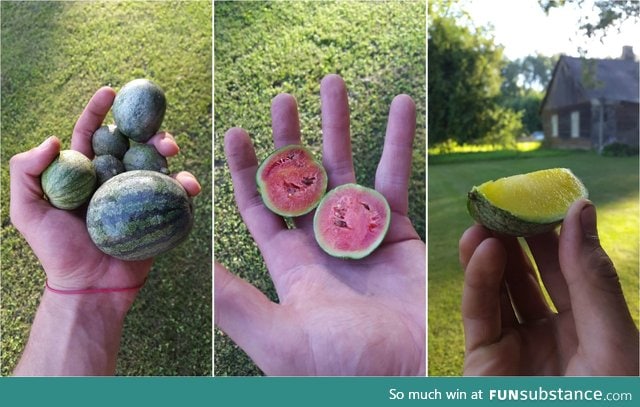 Mini watermelon harvest