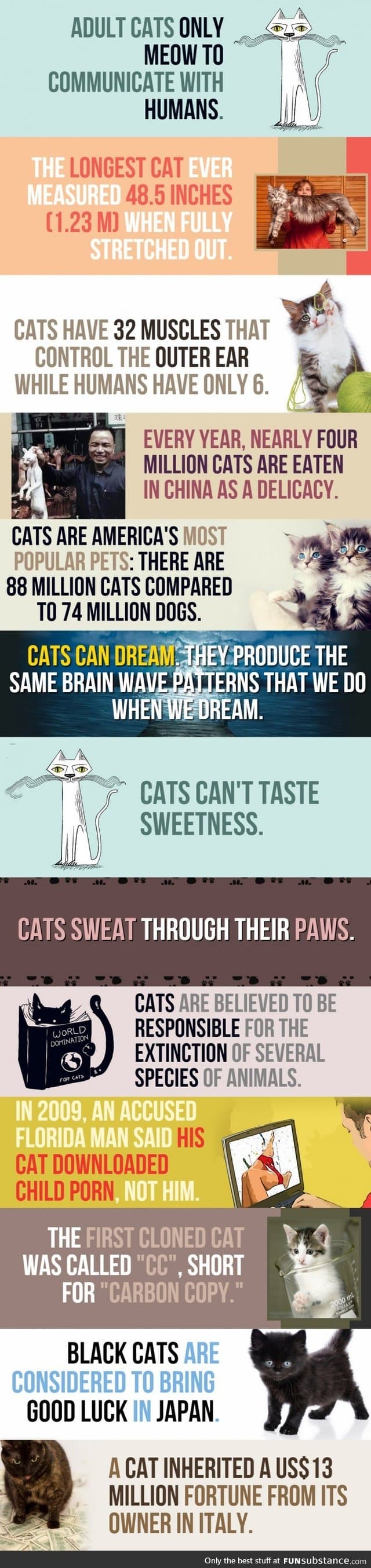 13 cat facts