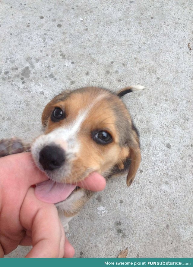 Teething Puppy