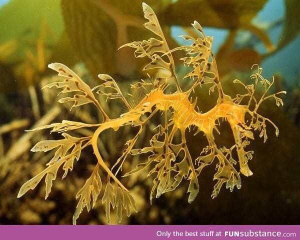 This sea dragon has strangely shaped fins to make it look like a piece of sea weed or kelp
