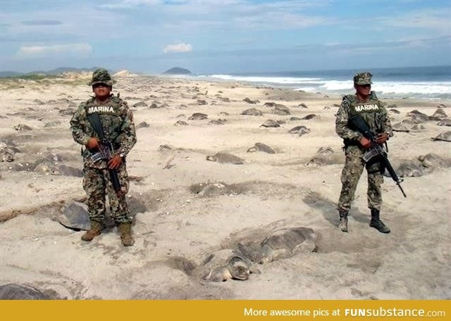 Mexican marines set to prevent turtle eggs' poaching
