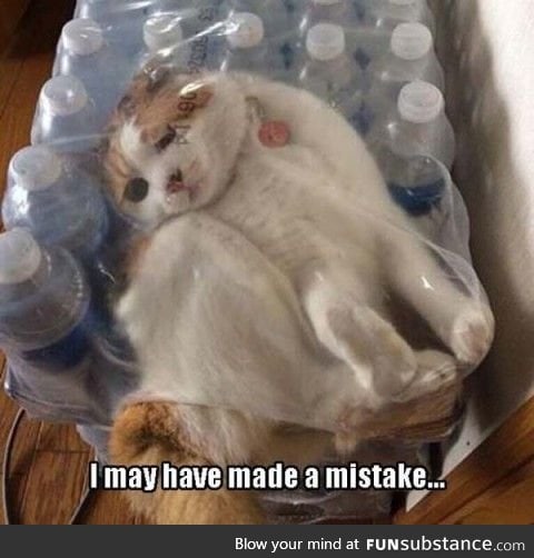 Cat made a mistake