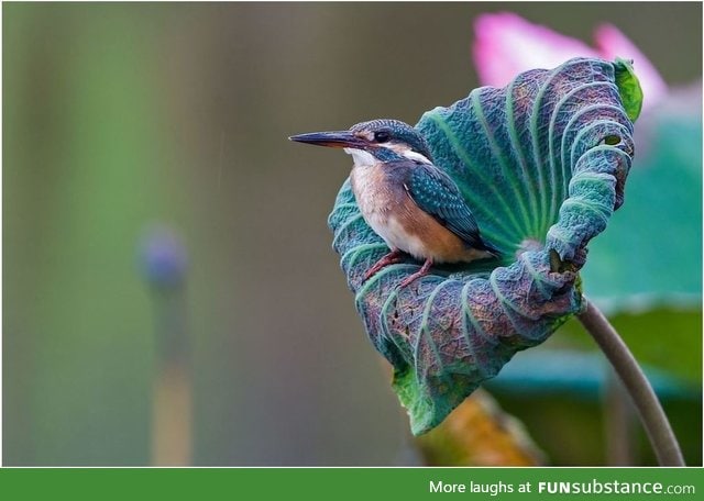 Kingfisher on his throne