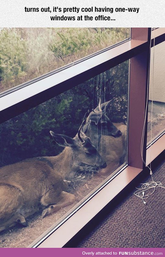 One-way windows are good for animal watching