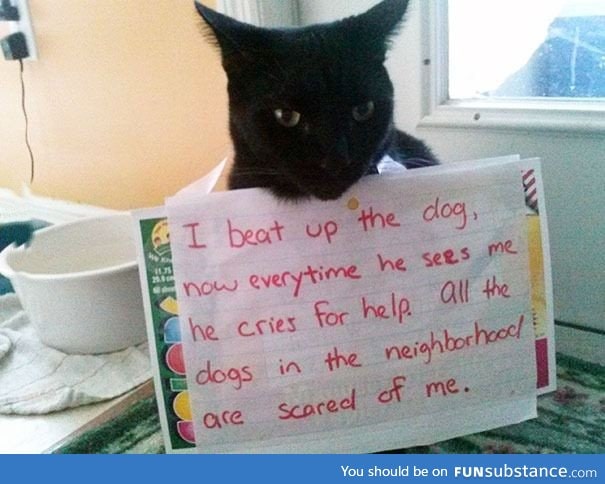 A**hole Cat Being Shamed For his Crimes