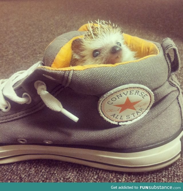 A hedgehog in a shoe