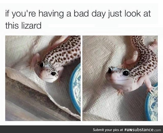 Happy Lizard