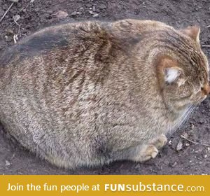 This is the fattest cat i've ever seen