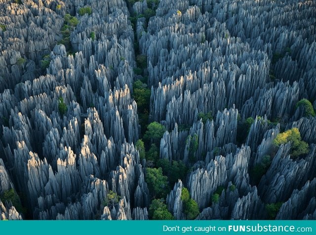 Limestone Forest