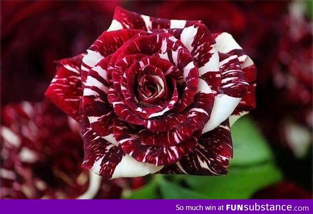 Tiger Stripes Rose