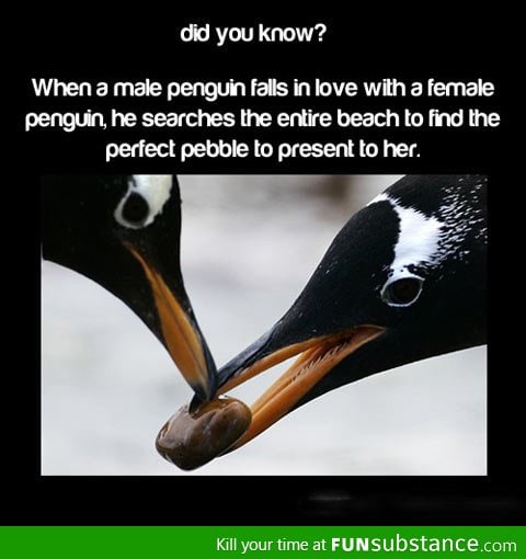 When a penguin falls in love