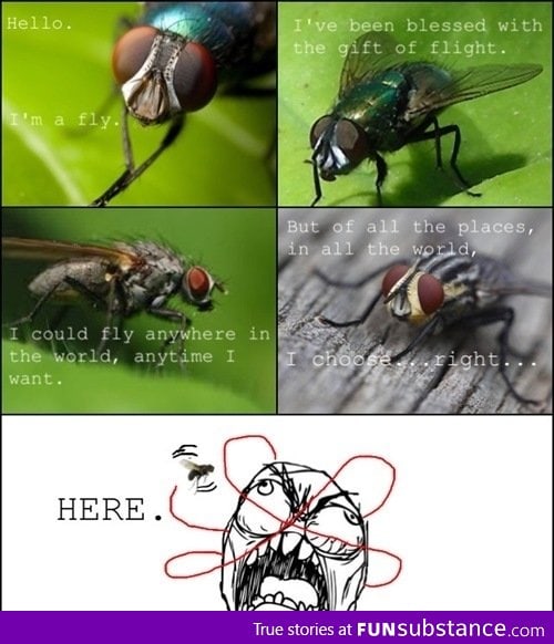 Fly logic