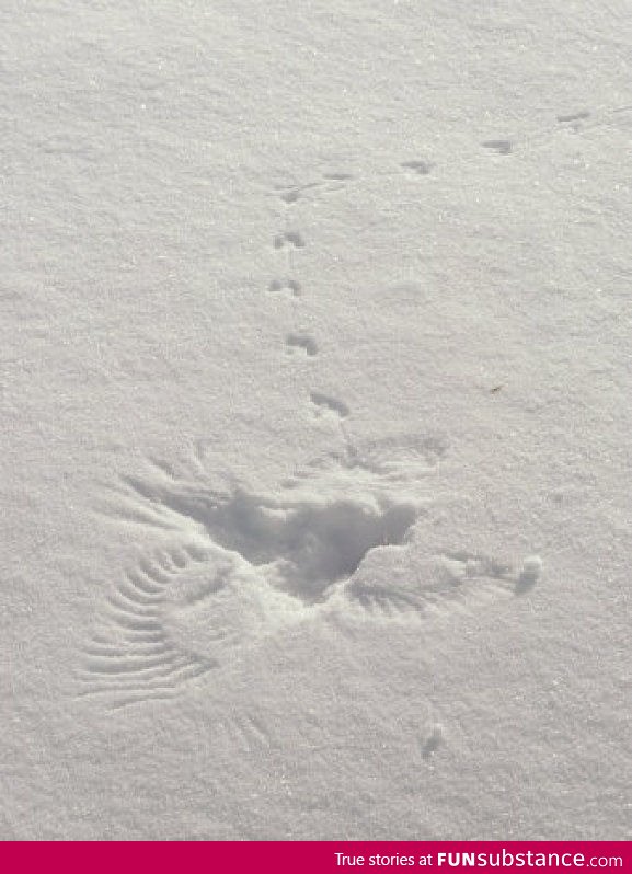 I think a bird fell in the snow and walked away