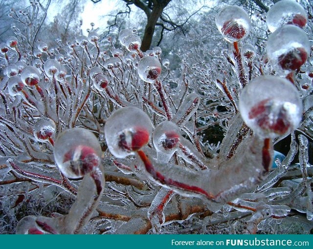 Frozen Flower Buds