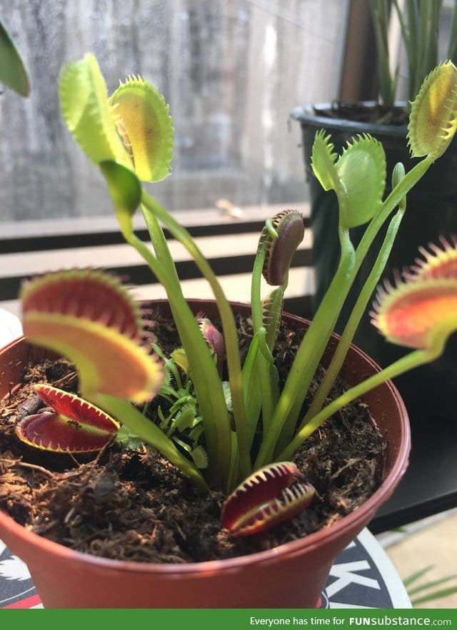 My Venus flytrap isn't very smart