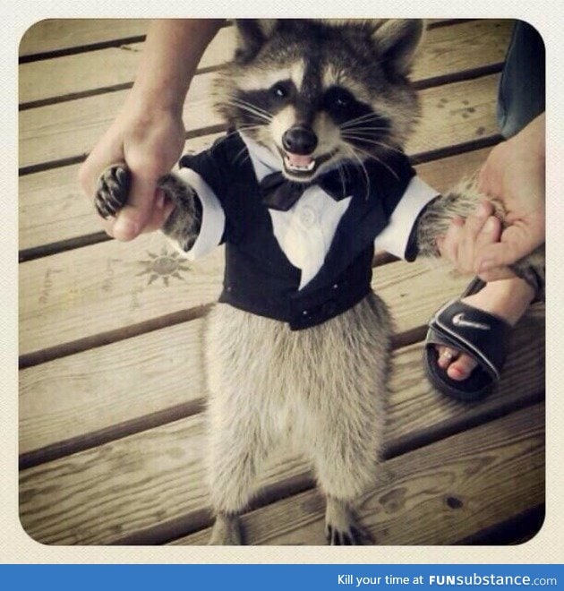If you're having a bad day here's a racoon in a tuxedo