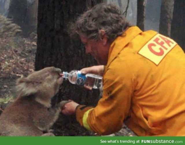 A firefighter gives water to a Koala during bushfires Faith in Humanity Restored