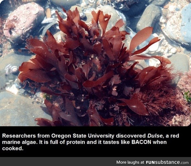 Would you eat Dulse, the bacon tasting seaweed?