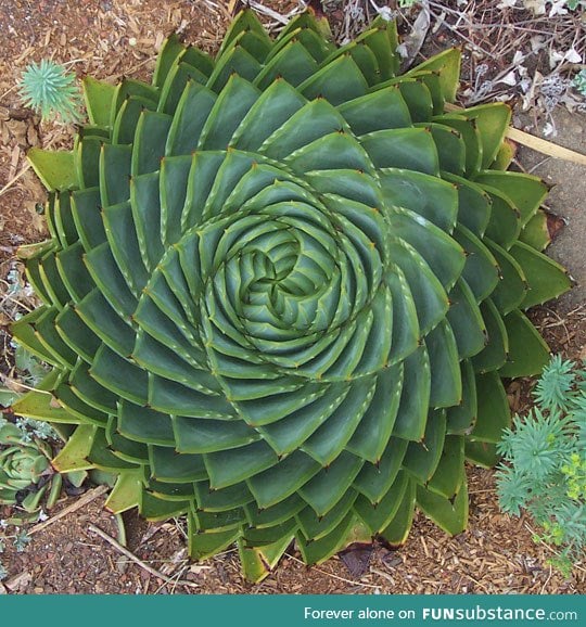Spiral aloe, sometimes nature can be perfect