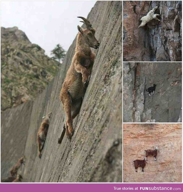 Just some mountain goats