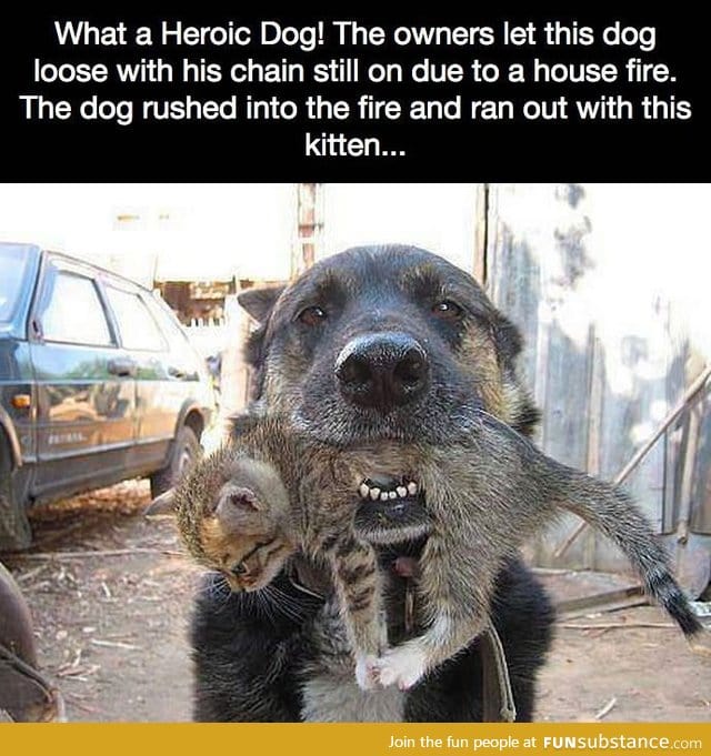 What a Heroic Dog!